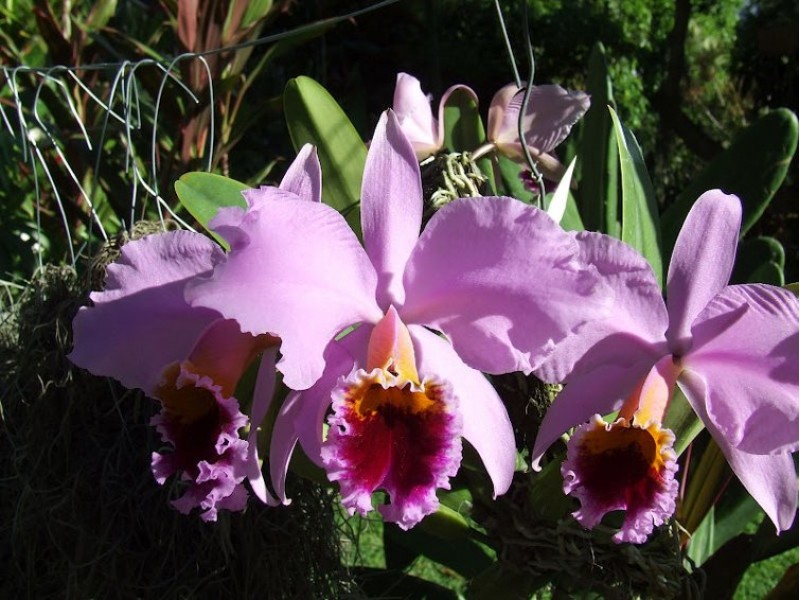 Cattleya percivaliana 'Summit' x 'Centro Remolacha'.jpg