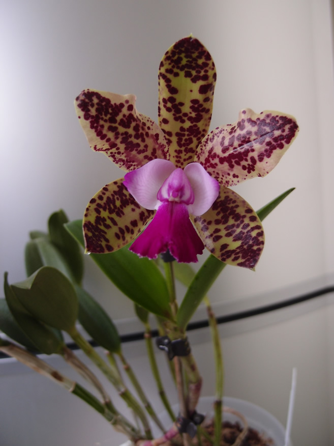 P3262611z.jpg