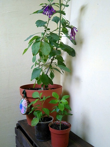 иохрома черенки.JPG
