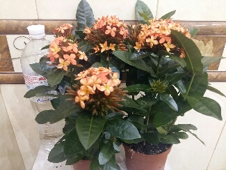 2016-09-28 21.53.22.jpg