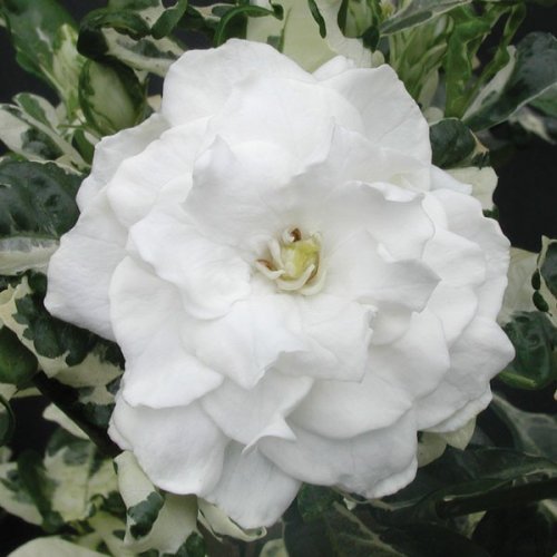 R1332-2-large_500x500.jpg