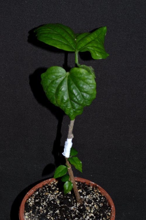 DSC_0384_500x752.jpg