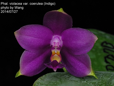 violacea30.jpg
