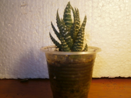 PA020209.JPG