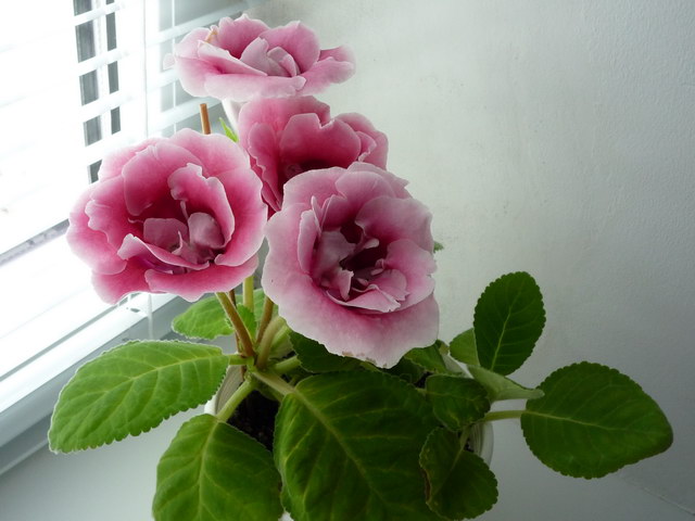 P1010844.JPG