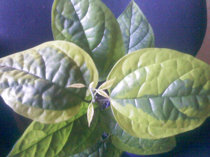 IMG02346.jpg