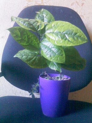 IMG02347.jpg