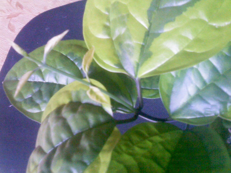 IMG02348.jpg