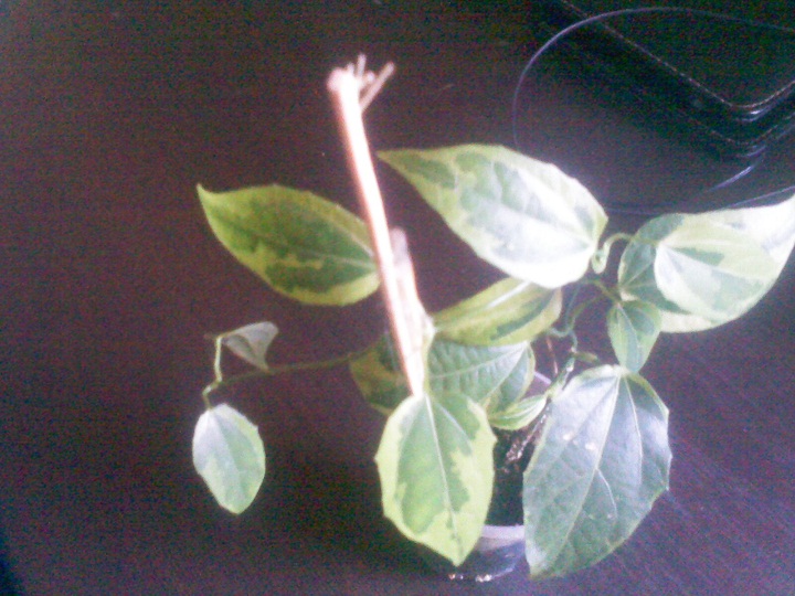 IMG02352.jpg