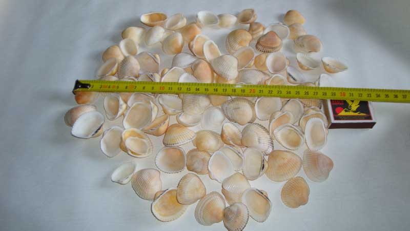 Ракушки.jpg