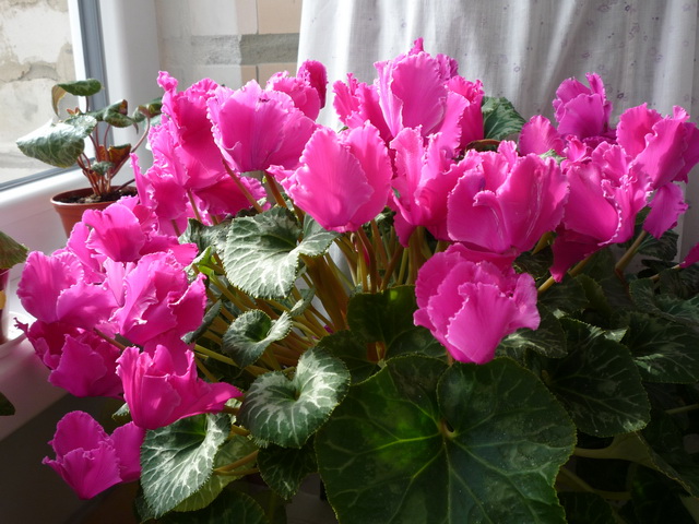 P1040187.JPG