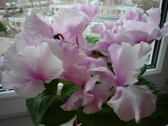 P1060073.JPG