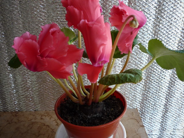 P1070046.JPG