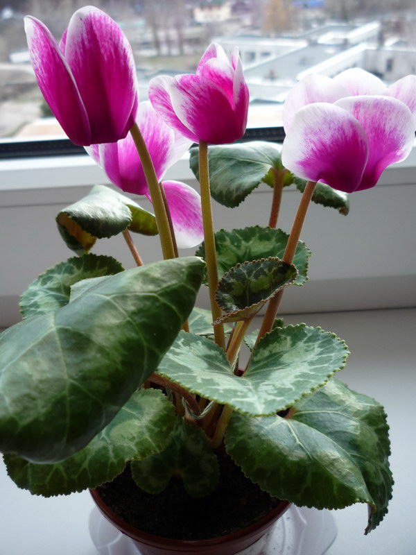 P1060047.JPG