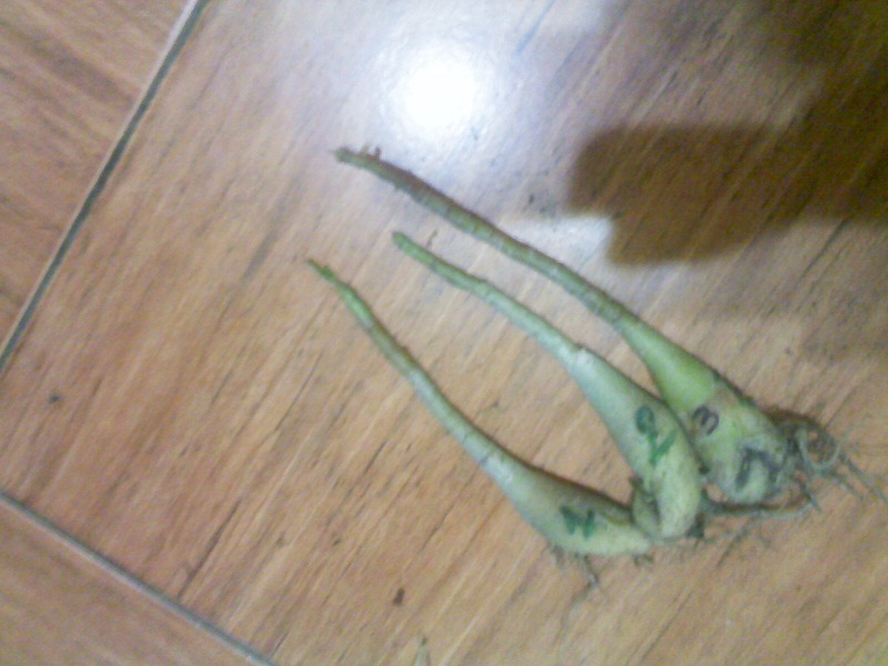 IMG02360.jpg