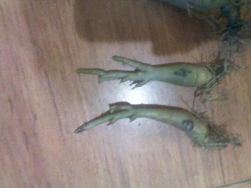 IMG02359.jpg