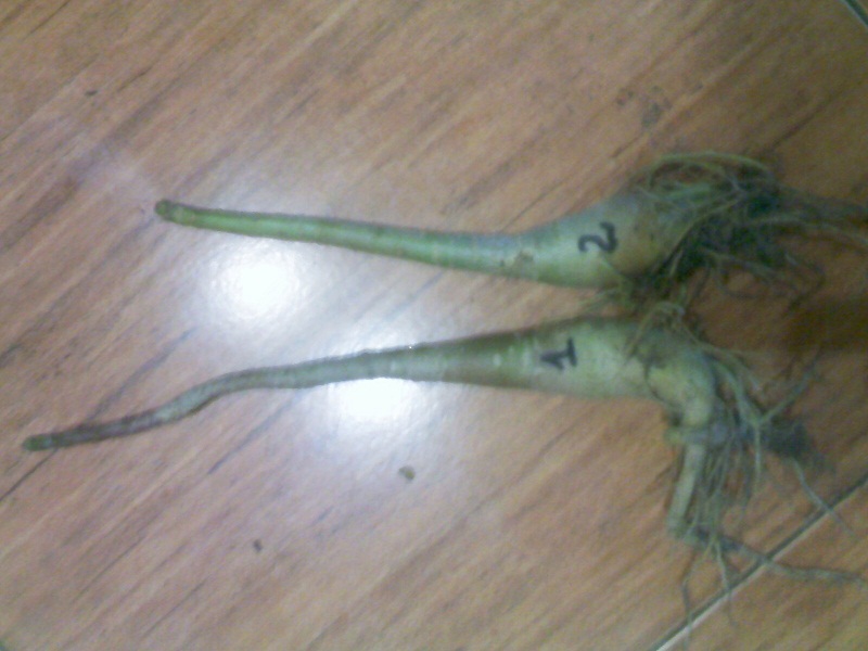 IMG02354.jpg