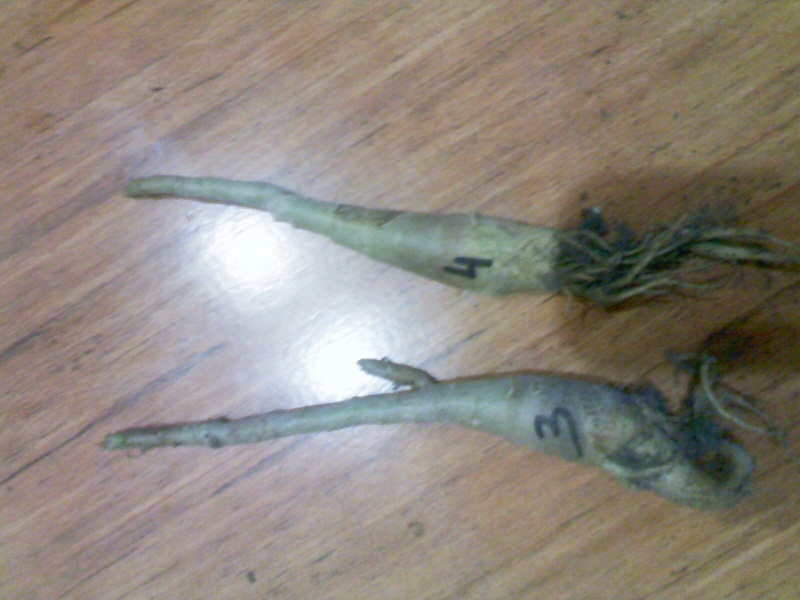 IMG02355.jpg