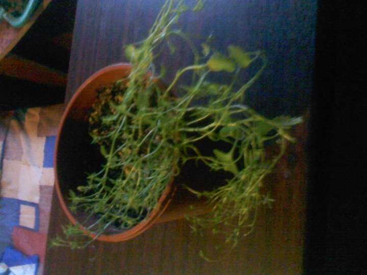 IMG02363.jpg