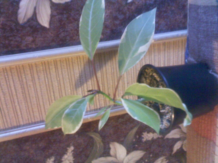 IMG02367.jpg