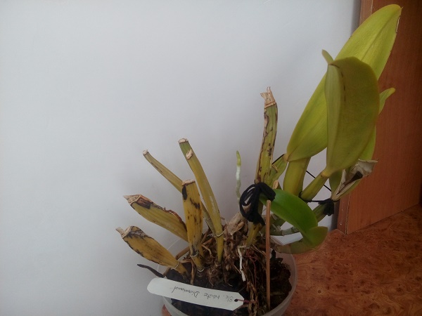 IMG_20161005_112643.jpg