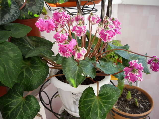 P1040039.JPG