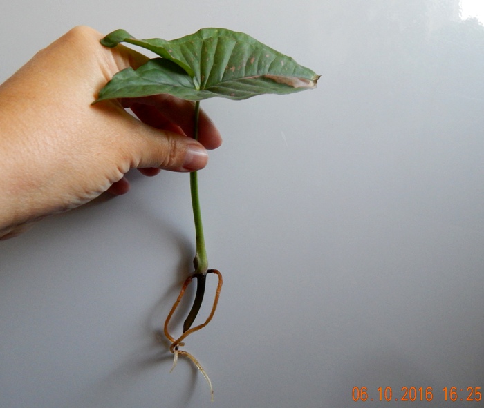 DSCN7082.JPG