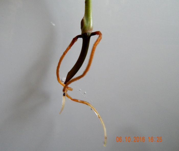 DSCN7083.JPG