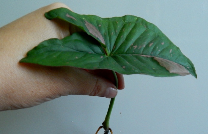 DSCN7080.JPG