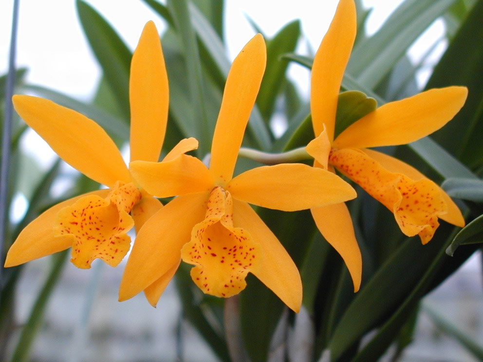 cattleya_golden_mul_1q.jpg