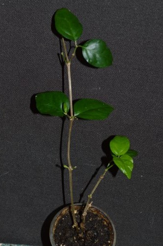 DSC_0398_500x332.jpg