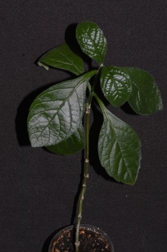 DSC_0399_500x332.jpg