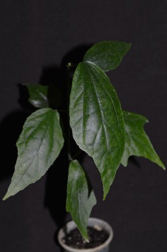 DSC_0444_500x332.jpg
