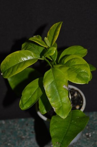 DSC_0445_500x332.jpg