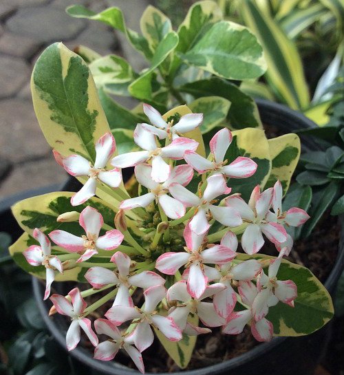 Ixora-sp_500x545.jpg