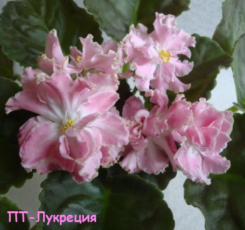 ПТ-Лукрец кат.jpg