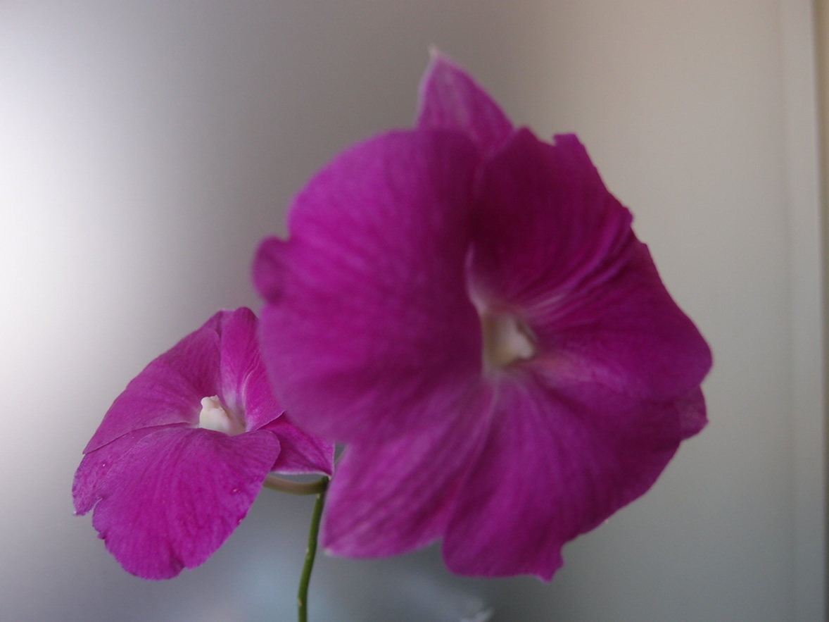 P1193435q.jpg