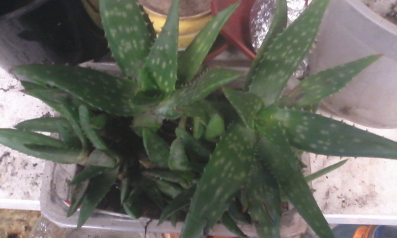 Aloe saponaria.jpg
