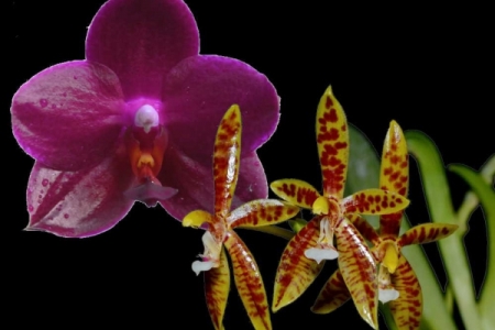 phal-sogo-grape-cornu-cervi.jpg