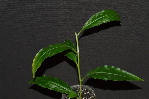 DSC_0470_500x332.jpg