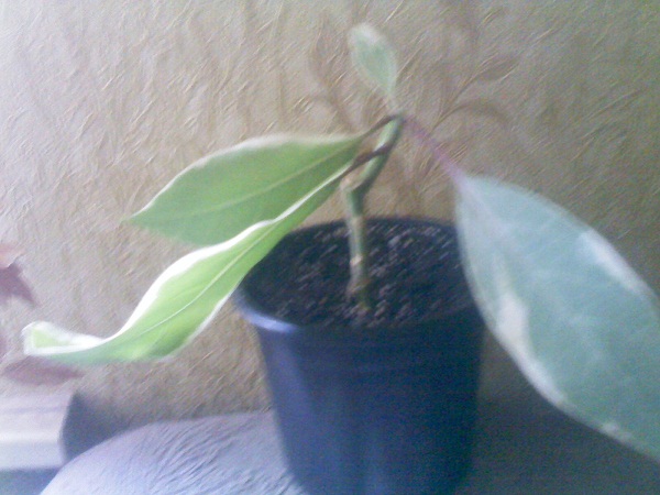 IMG02394.jpg