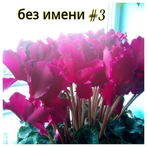 f.jpg