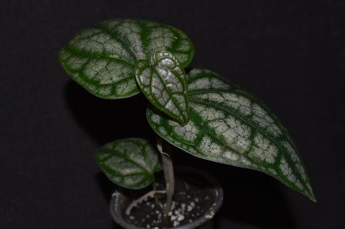 DSC_0462_500x332.jpg
