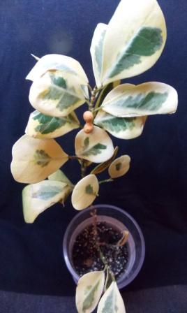 DSCN2990.JPG
