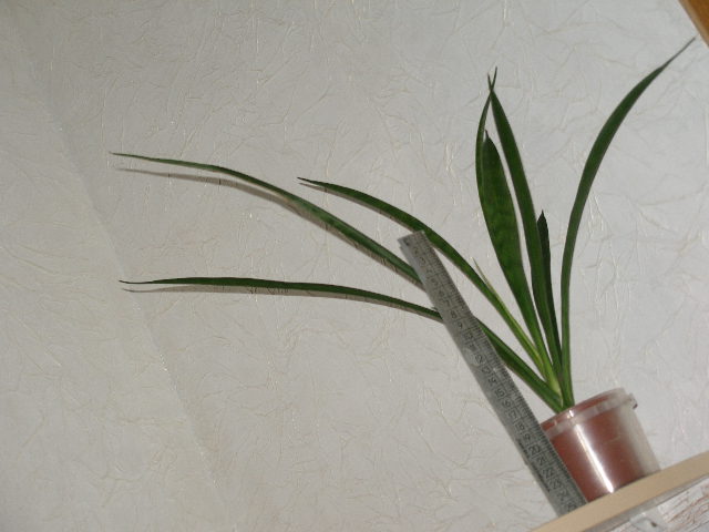 P1010235.JPG