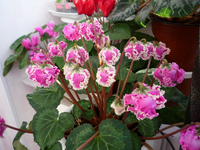 P1040041.JPG
