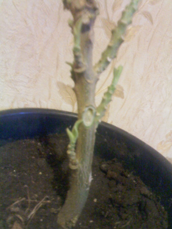 IMG02389.jpg