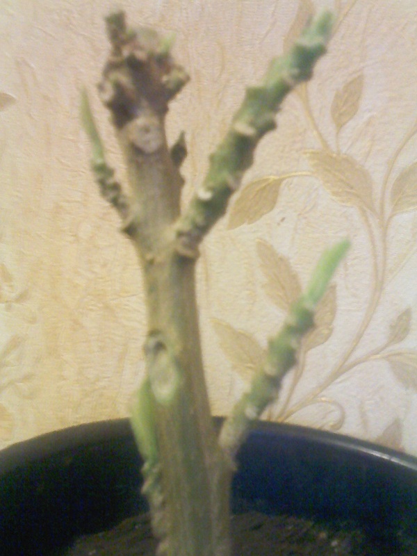 IMG02393.jpg