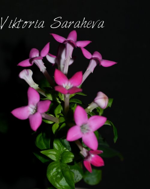 DSC_0326_500x627.jpg
