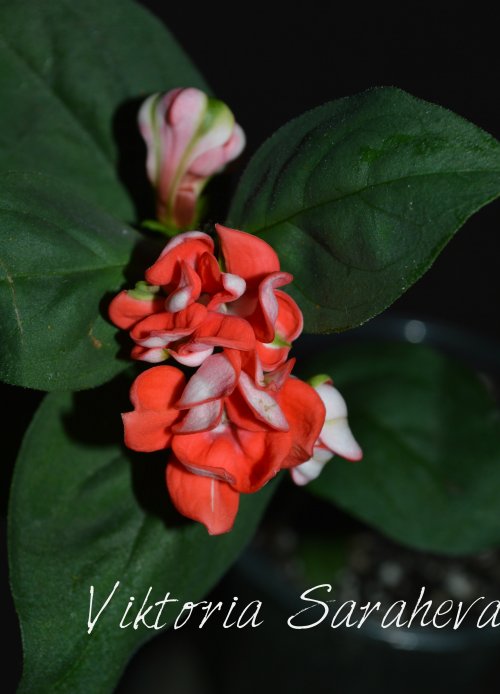 DSC_0500_500x694.jpg